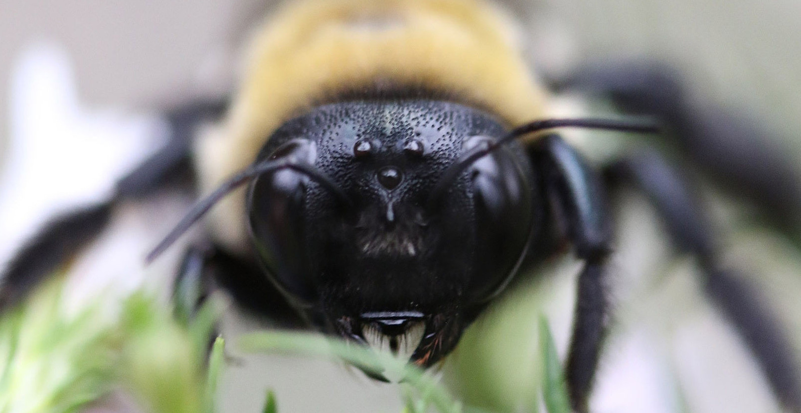 Bee on a Branch - Photo by Unknown Photographer