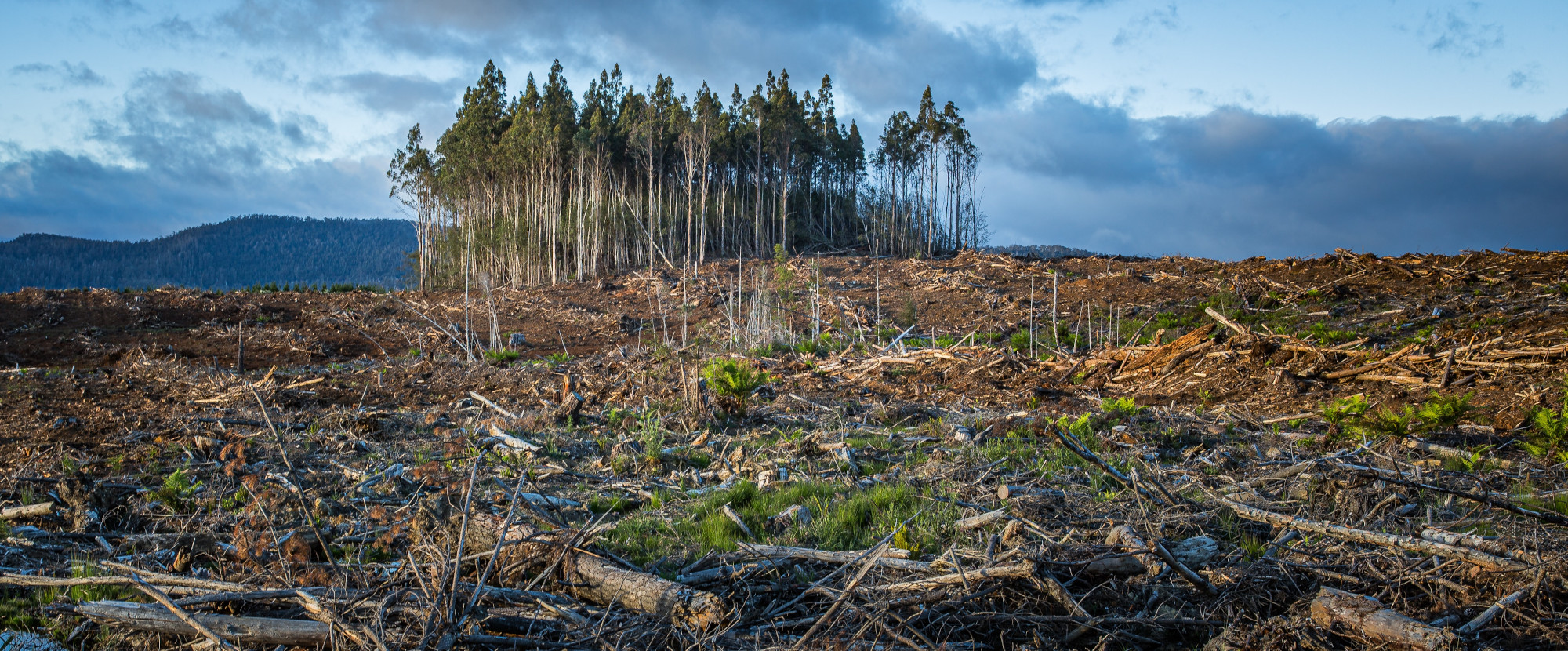 Destroyed Forest with Standing Trees - Photo by Matt Palmer on Unsplash