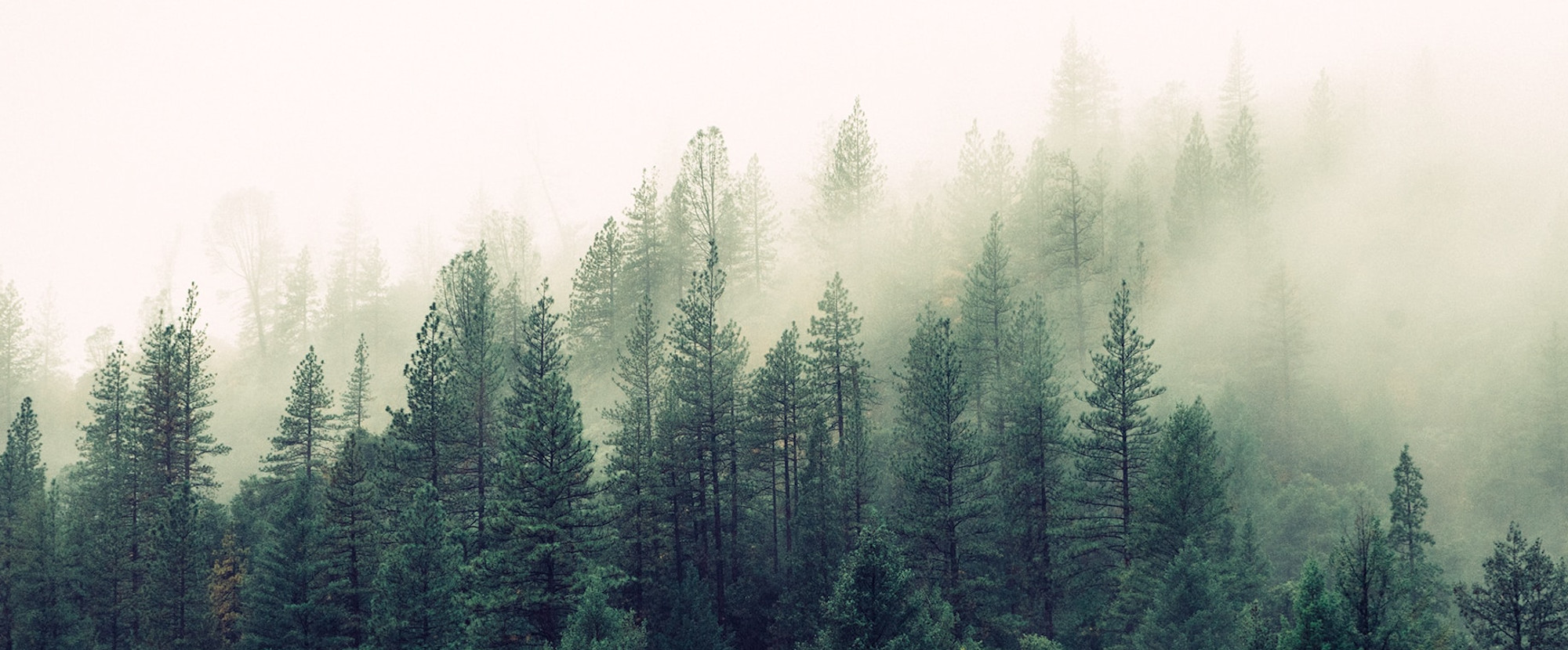 Woodland in Mist - Photo by Jay Mantri on Unsplash